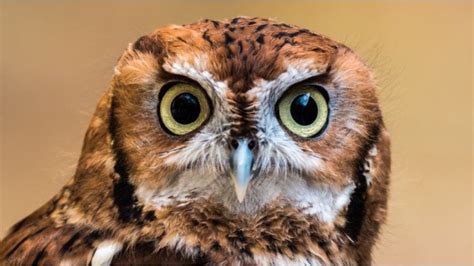 owl eyes scam-free|Owl Eyes Images .